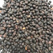 Rwenzori Natural | Green Organic | Arabica Coffee